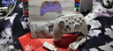 北通鲲鹏20智控无线游戏手柄xbox机械按键switch2电脑PC手机电视steam蓝牙体感NS原神双人成行鸣潮 实拍图