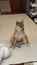 愛肯拿（ACANA）狗粮 海洋盛宴 成犬幼犬 靓毛鱼肉全价犬粮原装进口2kg 效期26/2 实拍图