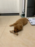 HELLOJOY狗玩具磨牙棒狗狗磨牙玩具幼犬小型犬可食鹿角小号宠物用品玩具 实拍图