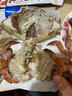 【冷冻】拾鲜生 鲜活冷冻梭子蟹舟山特大螃蟹海蟹3斤8两-1斤/只 25年新蟹 源头直发包邮 实拍图