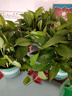 双盟绿萝盆栽除甲醛花卉绿植办公室新房净化空气180加仑4盆装源头直发 实拍图