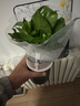 特价绿萝盆栽室内客厅办公室吸甲醛净化空气水培植物绿植花卉好养 【1盆】绿萝+轻奢灰色繁星吸水盆 整体含盆高度20-25cm 实拍图