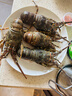 渔传播 鲜活小青龙大龙虾200-250g/只 2只装海鲜 保鲜不保活 源头直发 实拍图
