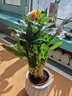 绿有意步步高观音竹富贵荷花竹水养土培盆栽室内桌摆植物吸甲醛水培植物 步步高富贵竹（白南瓜自吸水盆） 含盆 实拍图