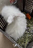 暮秋小主血统宠物兔垂耳兔活体大型安哥拉长毛迷你侏儒猫猫兔活物已做疫苗 网红大型安哥拉纯白幼兔 实拍图