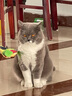 多特思（DOTUS）猫罐头招财金饭碗猫主食罐头奶糕成幼猫全价68g*1罐湿粮餐盒猫饭 实拍图