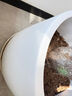 花盆绿植盆栽北欧风轻奢花盆加厚耐用树脂大花盆绿植盆栽专用盆 聚财200【18.5*20.5】送托盘 1套装 实拍图