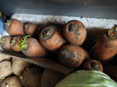 京喜加新鲜现挖现发胡萝卜农家自种蔬菜水果沙地红萝卜 带泥胡萝卜3斤 含箱 实拍图