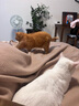 皇家绝育成猫粮 SA37通用粮1-7岁4.5KG 实拍图