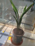 特级浓香型企黑兰花国兰客厅四季好养盆栽绿植物国花高端送礼物 高度40cm冠幅15cm特级精品兰花 3苗裸根发货 实拍图
