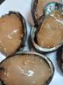 森农乐鲍鱼鲜活冷冻特大生鲜大号贝类海鲜水产超大即食佛跳墙食材鲍鱼汁 14-15只/斤【中大鲍鱼1斤 精品尝鲜】 实拍图