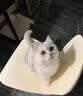 利无影内外驱虫猫狗内外驱虫猫驱虫片狗狗驱虫去跳蚤虱子蜱虫专用 1瓶【狗狗快速驱虫】兽医推荐 实拍图