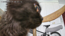 宠德多猫背包猫包外出猫太空舱宠物猫咪狗狗外出便携包双肩包猫书包12孔 升级款侧开企鹅（18斤内猫） 实拍图