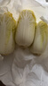 【超市品质】新鲜精品娃娃菜现砍现发小包装新鲜蔬菜生鲜产地直发 新鲜娃娃菜1*(3棵)*3包 实拍图