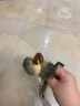 贵为（GiGwi）小鸟发声逗猫玩具小猫咪幼猫自嗨解闷神器磨牙耐咬宠物玩具逗猫棒 实拍图