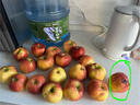 探味君 正宗大凉山丑苹果 当季时令新鲜水果四川冰糖心苹果红富士 生鲜 净重8.5斤 单果75mm-80mm 实拍图