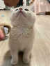 佳朔金渐层活体宠物猫咪幼猫纯种英短全程辅助养猫签订合同双重保障 宠物级 英短银渐层 实拍图
