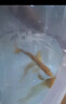 贝冠奇金鱼活体观赏鱼草金冷水鱼锦鲤活鱼小型小金鱼宠物冷水活体鱼包邮 2条黄金锦鲤9-11厘米 实拍图