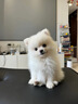 纯种博美幼犬宠物狗狗长不大俊介小型犬活体博美可爱家庭宠物狗 宠物级 公 实拍图