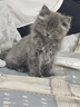 力狼猫粮 成猫幼猫通用型天然粮 【经典猫粮-推荐】全价猫粮10kg 实拍图