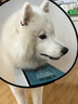 憨憨乐园伊丽莎白圈耻辱圈狗狗猫项圈猫咪头套宠物脖套大型犬防咬圈用品1 实拍图