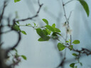 奥林巴斯（OLYMPUS）M.ZUIKO DIGITAL 45mm F1.8 定焦人像镜头 微单镜头 背景虚化 银色 等效90mm 实拍图