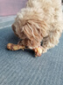 疯狂小狗宠物狗狗零食磨牙牛骨头泰迪比熊小型犬洁齿耐啃鸡肉绕牛棒骨 90g 实拍图