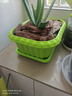 九千谷种菜盆种植盆韭菜盆绿色1个装 阳台种植箱33*24.5cm 带托盘3705 实拍图