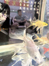 AIPHAROW纯种黑色龙凤锦鲤长尾锦鲤活体观赏鱼黄金锦鲤白金鱼淡水蝴蝶鲤鱼 白金龙凤锦鲤14-16厘米1条 实拍图