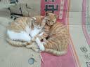 佰萃粮佰萃猫粮金标乖宝旗下成猫宠物猫咪三文鱼油官方正品营养全价猫粮 【全价体验款】三文鱼&鸡肉 500g【超值体验装】 实拍图