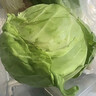 山东新鲜甘蓝包菜卷心菜圆白菜新鲜嫩绿莲花白现摘现发早餐减脂 新鲜包菜 1.5-2斤 人工挑拣 实拍图