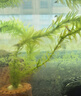 疯狂水草龙眼叶养龟免煮天然造景植物鱼缸摆件龙眼叶50-60片 实拍图