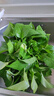 绿萝盆栽室内客厅绿植花卉 家用净化空气绿箩植物吸除甲醛吊兰 高26CM【原盆+托盘】1盆+肥 实拍图