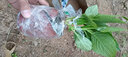 绣球花苗带花苞老桩盆栽花卉植物室内花庭院四季长开 蓝海 3年苗当年开花 实拍图