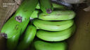 精品云南香蕉高山香蕉现摘新鲜水果甜生青香蕉banana自然熟绿皮 精品高山蕉 9斤 实拍图
