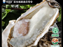 贝司令 鲜活乳山生态生蚝7XL 净重9斤 9-12只 生鲜源头直发 中秋聚餐  实拍图