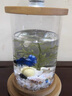 涵瑶伊笑桌面生态瓶创意办公室钢化玻璃微景缸旋转卧室鱼缸斗鱼缸迷你小型 圆旋转缸（水草带灯） 实拍图