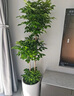 卉优造型鸭脚木大型绿植客厅室内高级百合竹植物轻奢发财树幸福树盆栽 三层幸福树1.5-1.7m 不含盆 实拍图