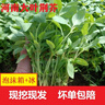 荆芥菜新鲜河南大叶荆芥叶菜调味凉拌菜茎芥鲜嫩现挖现发带根 新鲜现挖荆芥【2斤】顺丰快递 实拍图