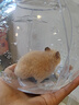 麦叮卡长毛金丝熊活体波利宠物仓鼠活物小仓鼠活体金丝鼠一公一母侏儒鼠 1只米熊【发京东快递】 实拍图