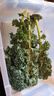 羽衣甘蓝新鲜生鲜蔬菜嫩叶甘兰芥蓝西餐沙拉榨汁减肥减脂 羽衣甘蓝闺蜜2斤装 实拍图
