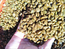 麦富迪狗粮 乖宝乐狗粮成犬通用均衡营养（牛肉蛋黄）10kg/20斤 实拍图