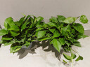 双盟绿萝盆栽除甲醛花卉绿植办公室新房净化空气180加仑2盆装源头直发 实拍图
