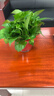 双盟绿萝盆栽除甲醛花卉绿植办公室新房净化空气160加高4盆装源头直发 实拍图