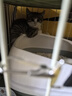 疯狂的主人猫砂盆中号半封闭式猫厕所防外溅猫沙盆幼猫成猫猫屎盆猫咪用品 实拍图