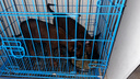 麦富迪狗粮 藻趣儿狗粮幼犬粮牛肉螺旋藻 呵护肠胃7.5kg/15斤 实拍图