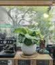 花翁北欧海芋盆栽办公室内桌面绿植花卉 青苹果竹芋+四宫格盆源头直发 实拍图