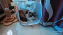 影石Insta360影石【晒单有礼】GO 3S 4K拇指相机 Vlog骑行亲子宠物运动相机防水防抖摄像机口 复古玩家限定版 官方萌宠视角套装【默认发M，咨询客服改尺码】 【灵动白】晒单送原厂配件或红包 实拍图