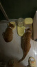 麦富迪猫粮 barf霸弗天然猫粮冻干幼猫粮高蛋白温和养护肠胃牛肉1.8kg 实拍图