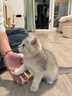 佳朔金渐层活体宠物猫咪幼猫纯种英短全程辅助养猫签订合同双重保障 宠物级 英短银渐层 实拍图